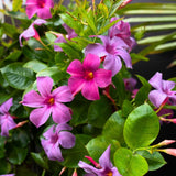 2 Mandevilla Live Plants, Mandevilla Flowering Vines Trellis, 4-9 Inch Tall Plants for Hanging Baskets, Container and Garden Growing