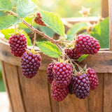 Thornless Boysenberry Plant Live, Boysenberry Starter Plants from 4-6 Inches Tall, Fruit Bearing Plant for Patio and Container Growing