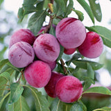 Santa Rosa Plum Tree Live Plant Bareroot, 2-3 Feet Height, Santa Plum Plant Live for Planting Outdoors, Rosa Plum Tree Plant