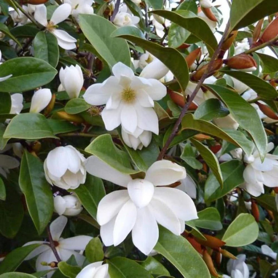 Sweetbay Magnolia Plant Live, 6-12 Inch Tall, Magnolia Tree in 2.5” Pot, Flowering Ornamental Tree