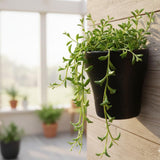 Live String of Dolphins Plant, Succulent Plant, 4 Inch Pot for Indoor or Outdoor Growing