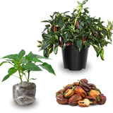 Set 2 Pepper Sweet Chocolate Cherry Pepper Plants Live, 90 Days Old Pepper, Rich Color and Sweet Flavor, No Pot