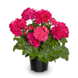 Pink Geranium Plants Live, 2 Plants, Geranium Flower Plants, Size Plant 4 Inches