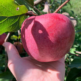 River Apple Tree Live Plant, Bareroot 2 to 3 Feet Tall, Sweet Apple Plant Live for Planting, Live Apple Tree Plant, Apple Fruit Tree