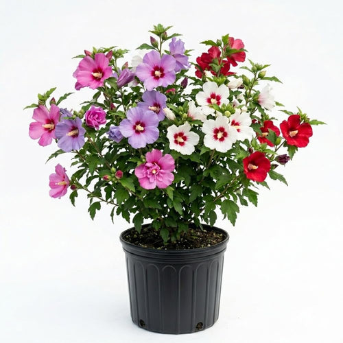 Set 5 Rose of Sharon Bare Roots Plant, Assorted Rose of Sharon Tree Live Plant, 1-2 Feet Tall Bare Roots, Hardy Althea Flowers for Indoor Outdoor Planting
