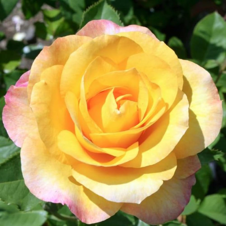 Rose Plant Live for Planting Indoor Outdoor, Rose Bush Live Plant (Gold Rose)