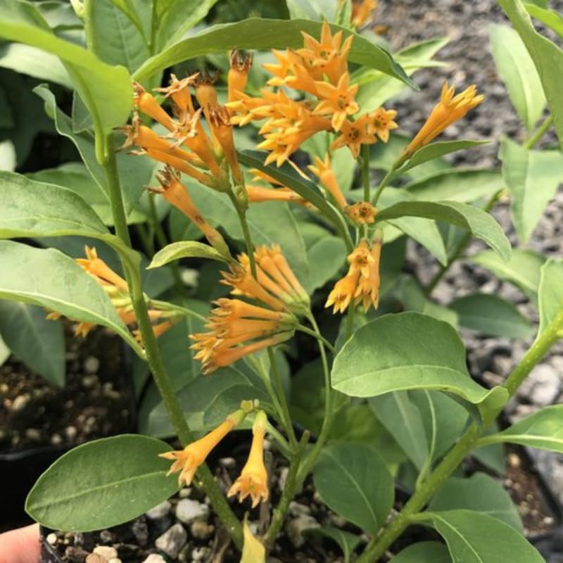 Orange Jasmine Plant Live, Fragrant Jasmine Flowering Vine Plant 4-9 Inch, Climbing Jasmines Well Rooted Houseplant Indoor Outdoor