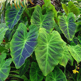 2 Alocasia Live Plants, Live Alocasia Plants Indoor, 3 to 5 Inches, Colocasia Plant, Elephant Ear Esculenta Taro Colocasia Plant House Plant (Green Black)