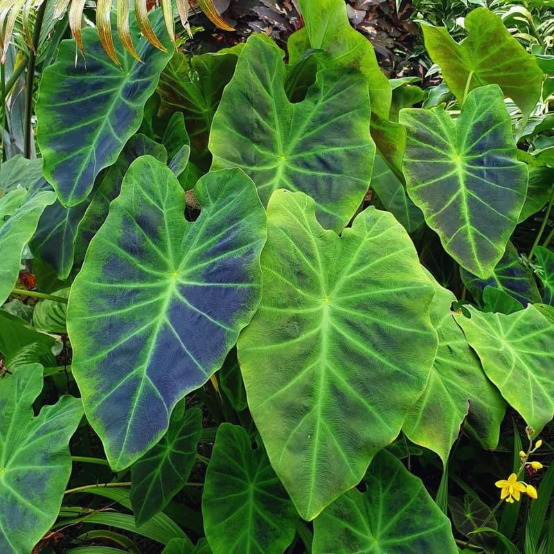 2 Alocasia Live Plants, Live Alocasia Plants Indoor, 3 to 5 Inches, Colocasia Plant, Elephant Ear Esculenta Taro Colocasia Plant House Plant (Green Black)