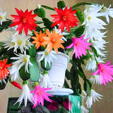Random Easter Cactus Plant Live, Holiday Blooming Indoor Plants Live Houseplants, Succulents Well-Rooted 5-8" Tall, No Pot