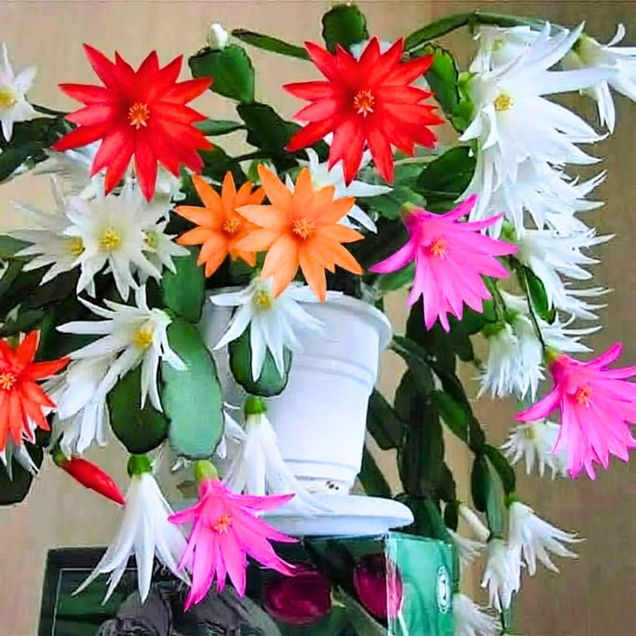 Random Easter Cactus Plant Live, Holiday Blooming Indoor Plants Live Houseplants, Succulents Well-Rooted 5-8" Tall, No Pot