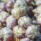 4 Music Garlic Bulbs for Planting, Large Heirloom Hardneck Seed Garlic, High Yield, Cold Hardy Fall Planting