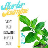 2 Jasmine Plants Live, Snow Jasmine Tree Live Plant Plugs Size, Fragrant White Flower, 2-3 Inches in Tall, No Pot, Fast-Growing