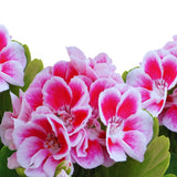 Pink White Geranium Plants Live, 2 Plants, Geranium Flower Plants, Size Plant 4 Inches