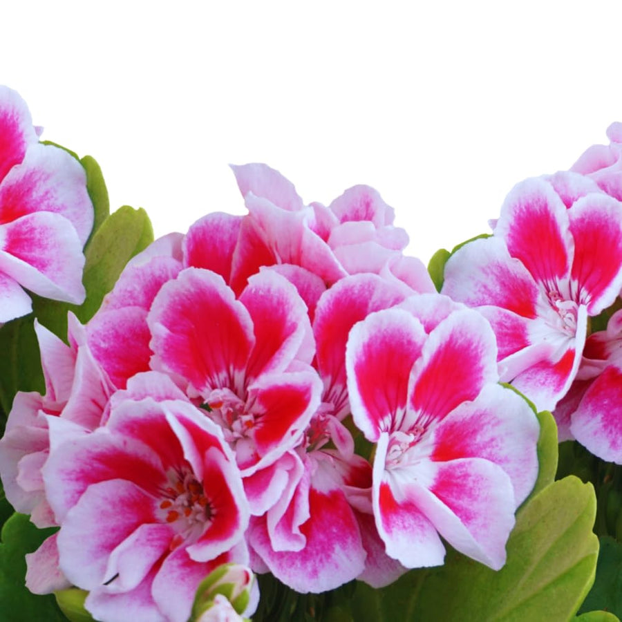 Pink White Geranium Plants Live, 2 Plants, Geranium Flower Plants, Size Plant 4 Inches