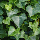 English Ivy Live Plants in 4'' Pot, Hardy Ivy Vine Plant for Trellis, Ground Cover, Live Indoor Houseplants