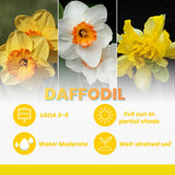 Pack of 10 Daffodil Bulbs, Mixed Daffodils, Hardy Spring Flower Bulbs for Outdoor Garden