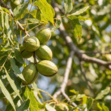 Set of 2 Pecan Tree Live Plant, 10-15 Inches Tall Bareroots, Nut Tree, Hardy Pecan Nut Seedling for Outdoor Gardening