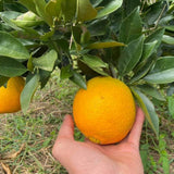 Live Navel Orange Tree, Seedless Sweet Orange Fruit, 3-4 Feet Tall, Ready for Planting