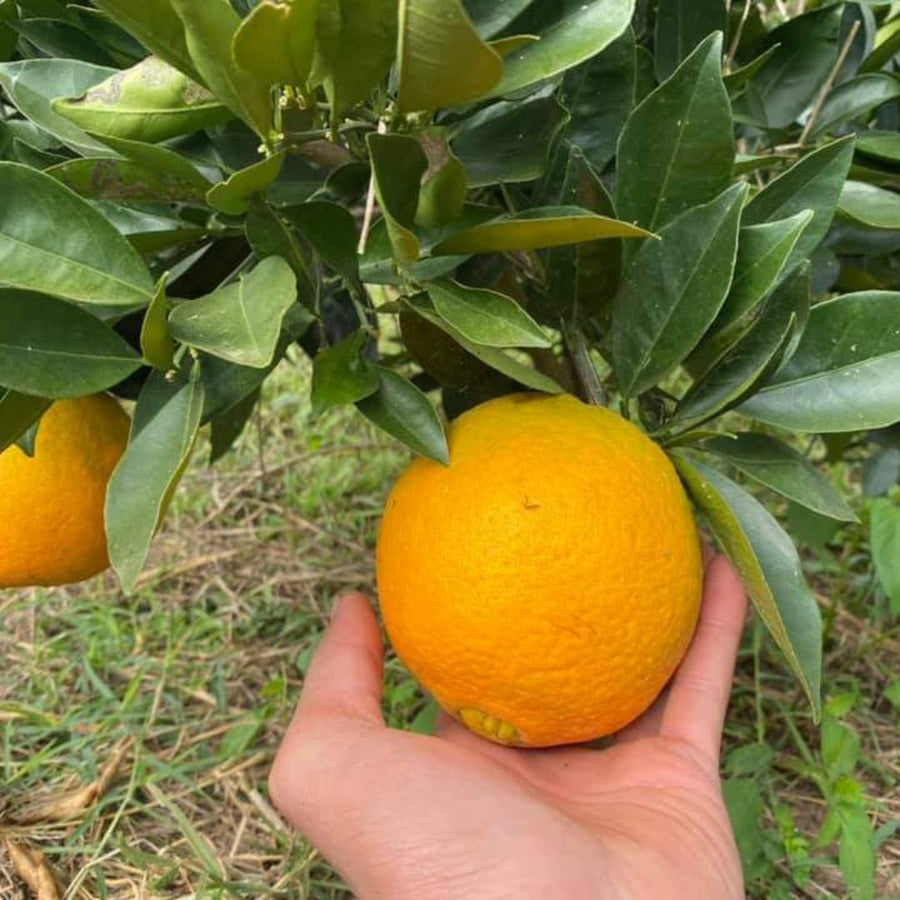 Live Navel Orange Tree, Seedless Sweet Orange Fruit, 3-4 Feet Tall, Ready for Planting