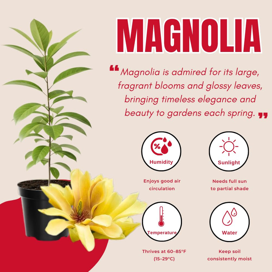 Magnolia Tree Live Plant in 2.5'' Pot, Magnolia Starter Tree, Ornamental Flowering Tree, Outdoor or Container Growing (Yellow Magnolia)