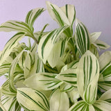 4 Variegated Wandering Jew Plants, Live Indoor Plant 3-5 Inches, Colorful Trailing Tradescantia for Home, Office and Hanging Baskets