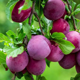 Methley Plum Tree Live Plant, Bareroot 18-24 Inch Tall, Hardy Plum Plant Live for Planting, Dormant, No Leaf