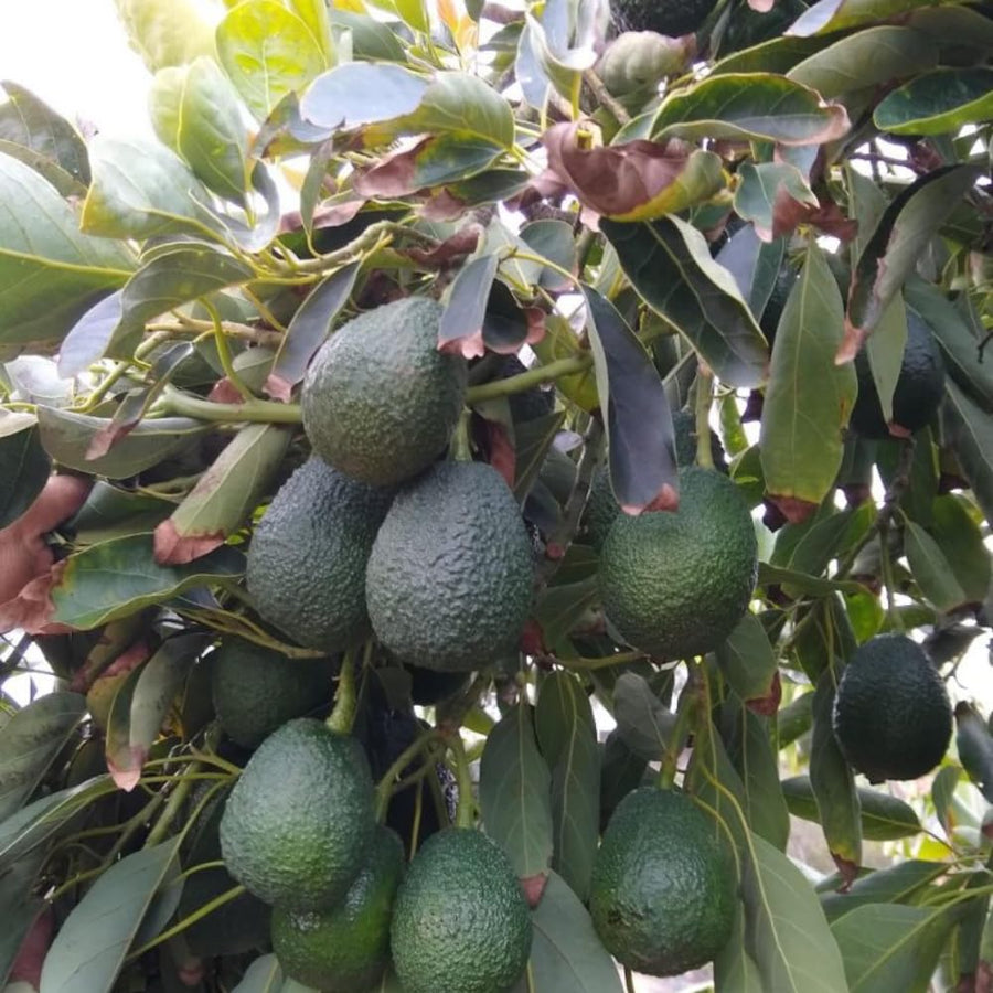 HASS Avocado Tree Live Plant, 8-10 Inches Tall, Hardy Avocado Fruit Tree for Indoor or Outdoor Growing
