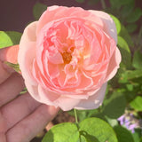 Well-Rooted Rose Live Plant, Climbing Roses Live Plant, Fragrant Climber Plant for Planting, No Leaf, Trim Back, 5-9" in Tall, Bare Root (Rose Pink)