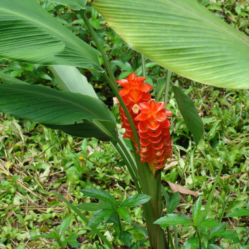 Curcuma Gold Ginger Plant Live for Planting, Hawaiian Ginger Flower Plant, Tropical Ginger Plant Well-Rooted for Indoor Outdoor Growing, 5-9" Tall