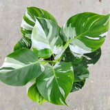 2 Rare Philodendron Live Plants Varieties Collection, Philodendrons Plants Size 5-9 Inc for Indoor Houseplant Décor, Ornamental Tropical Well-Rooted (White Green Philodendron Plants)