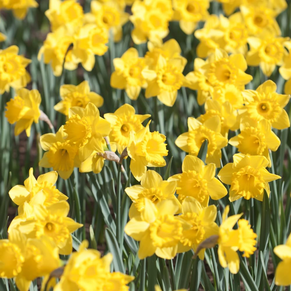 Set of 10 Daffodil Bulbs, Mixed Color Flower, Spring Blooming Flower Bulbs for Outdoor Growing