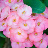 Euphorbia Milii Live Plant, Crown of Thorns Live Plant, Mix Flower Houseplant, 5-8 Inc Tall, Cold Hardy (Light Pink Salmon)