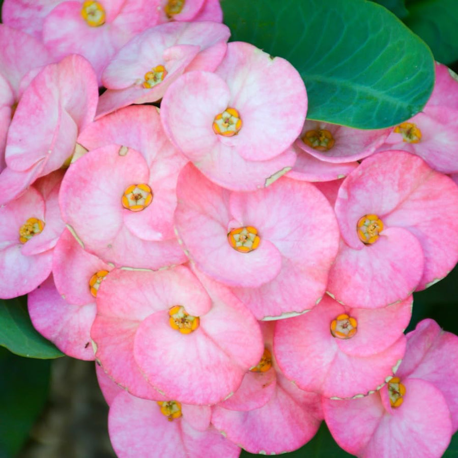 Euphorbia Milii Live Plant, Crown of Thorns Live Plant, Mix Flower Houseplant, 5-8 Inc Tall, Cold Hardy (Light Pink Salmon)