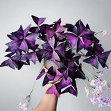 Purple Oxalis Triangularis Plant Live, 5-8 Inch Tall Purple Shamrock Houseplant, Indoor Decorative Foliage Plant, No Pot