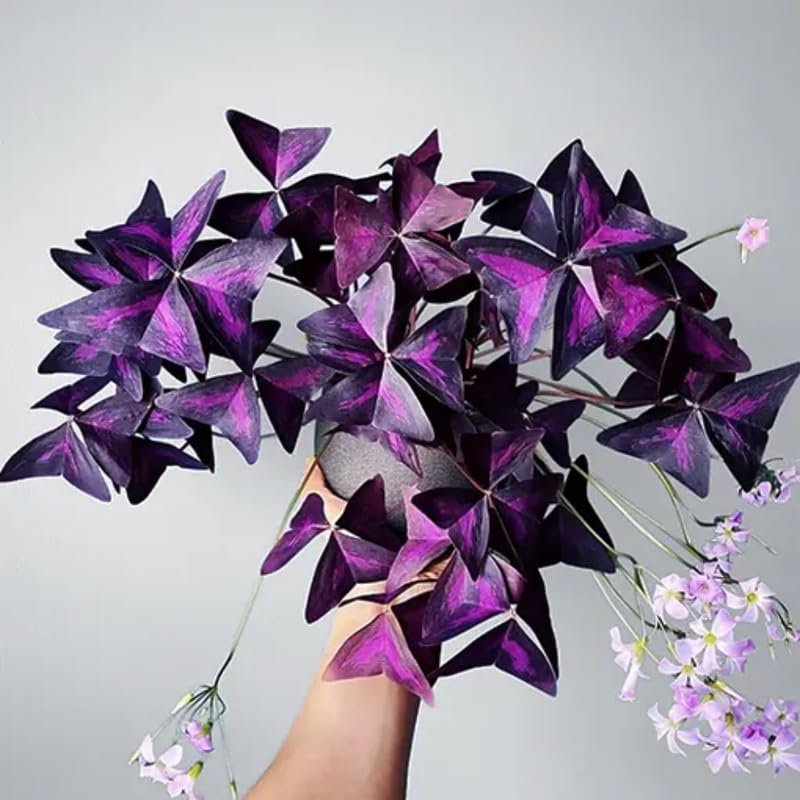 Purple Oxalis Triangularis Plant Live, 5-8 Inch Tall Purple Shamrock Houseplant, Indoor Decorative Foliage Plant, No Pot