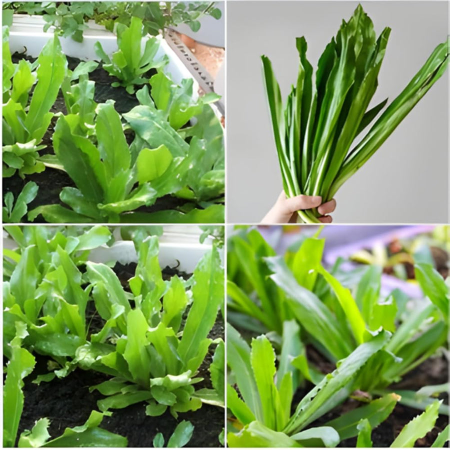 Set 1000 Culantro Seeds, Culantro Herb Live Plant, NGO GAI Seed for Outdoor Gardening
