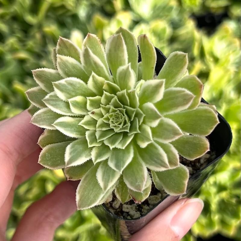 Ice Aeonium Succulent Plant Live in 2" Pot, Rosette Succulent, Easy Indoor Outdoor Plant
