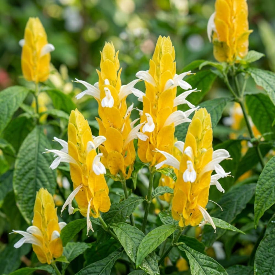 Set 2 Shrimp Plants Live, Shrimp Plants, 5-7 Inc Tall, Easy Care Houseplant, Tropical Yellow Blooms for Indoor Outdoor Growing