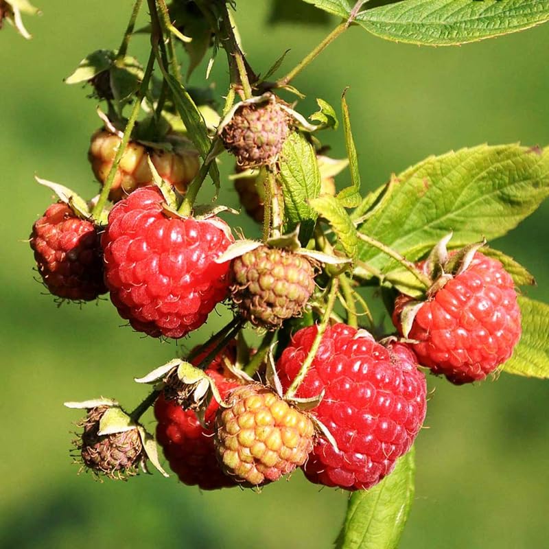 1 Heritage Raspberry Plant Live for Planting, 14-22 Inch Tall, Red Raspberry Bushes Live Plants, Sweet Raspberry Fruit Tree