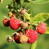 1 Heritage Raspberry Plant Live for Planting, 14-20 Inch Height, Red Raspberry Bush Live Plant Potted, Raspberry Fruit Tree