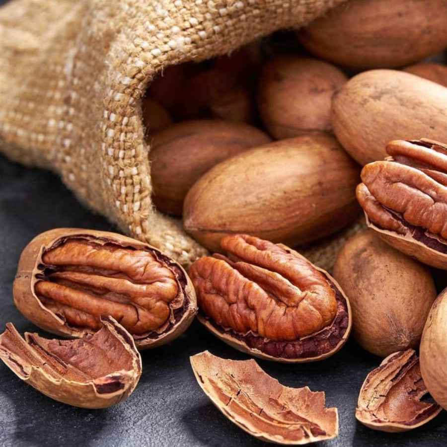 Pecan Tree Live Plant, 10-12 Inches Tall, Edible Nut Tree, Pecan Tree Seedling for Outdoor Planting, Ready to Grow