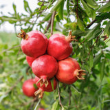 Wonderful Pomegranate Tree Live Plant, 16-20" Tall, Gallon Pot, Sweet Pomegranate Plant Live to Grow, Red Pomegranate Fruit Tree