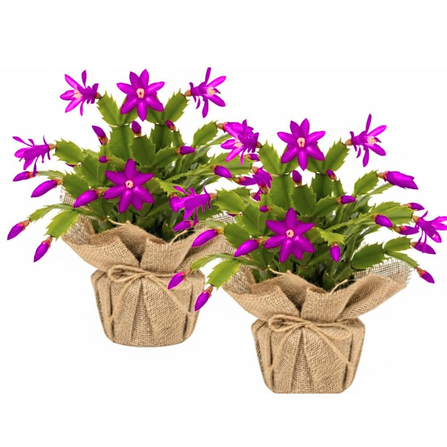 2 Christmas Cactus Plants Live, Holiday Blooming Indoor Plants Live Houseplants, Hanging Baskets Easy Care, Well-Rooted 5-8" Tall, No Pot, Bareroots, Single Stems (Purple Christmas Cactus)