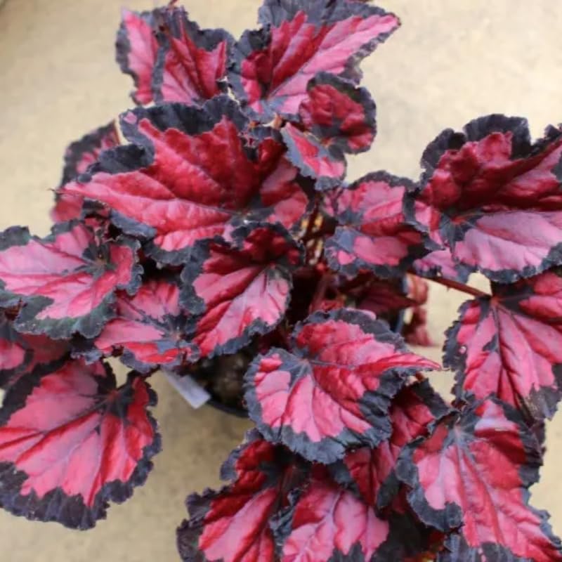 Set 3 Begonias Live Plants, Rare Red Begonia, No Pot, Starter 4 to 8 Inc Tall, Indoor Outdoor Houseplant