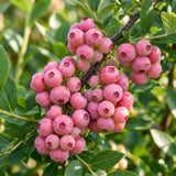 Blueberry Plant Live for Planting, Pink Blueberry Bush, Well Rooted, 6-8 Inc Tall, Berry Shrub for Edible Gardens or Landscapes