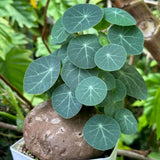 Stephania Cephalantha Bulb, Already Sprouts Size 3-3.5", Stephania Cephalantha Plant Rare Caudex Succulent Plants for Home Decor, Houseplant