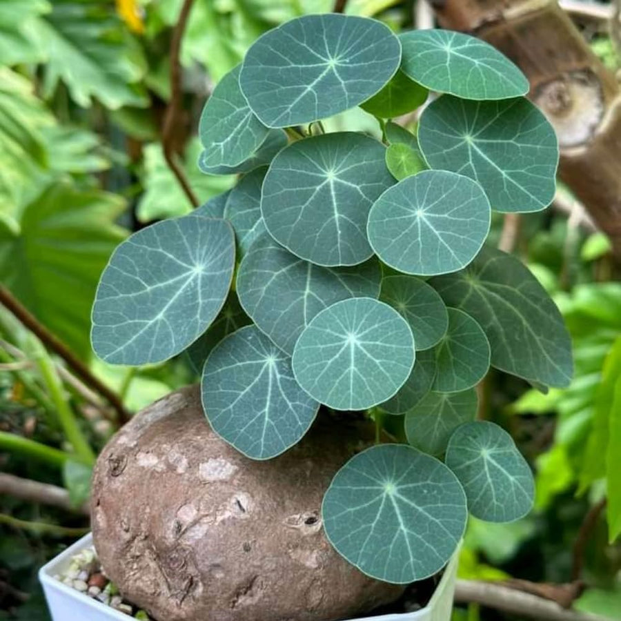 Stephania Cephalantha Bulb, Already Sprouts Size 3-3.5", Stephania Cephalantha Plant Rare Caudex Succulent Plants for Home Decor, Houseplant