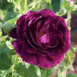Purple Climbing Roses Live Plants 7 Months Old, Rose Bushes Ready to Plant 5-9" Tall, Very Fragrant, Can Grow As Climber or Bush Tree or Trellises, Walls, Fences