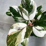 Princess Philodendron Live Plant, Rare Variegated Houseplant, 5-8" Tall Tropical Indoor Plant (White Princess Philodendron Plant)